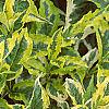 Weigela florida 'Rubigold', leaves