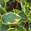 Weigela florida 'Rubigold', leaves