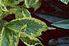 Weigela florida 'Rubigold', leaves