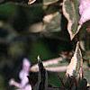 Weigela florida 'Variegata', flowers