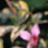 Weigela florida 'Variegata', flowers