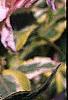 Weigela florida 'Variegata', flowers