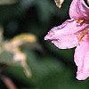 Weigela florida 'Variegata', flowers