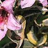 Weigela florida 'Variegata', flowers