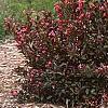 Weigela florida 'Wine and Roses', habit