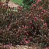 Weigela florida 'Wine and Roses', habit