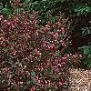 Weigela florida 'Wine and Roses', habit