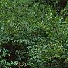 Weigela florida 'Wine and Roses', habit