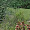 Weigela florida 'Wine and Roses', habit
