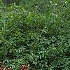 Weigela florida 'Wine and Roses', habit