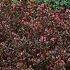Weigela florida 'Wine and Roses', habit