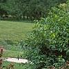 Weigela florida 'Wine and Roses', habit