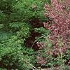Weigela praecox, habit