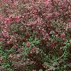 Weigela praecox, habit