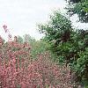 Weigela praecox, habit