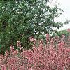 Weigela praecox, habit