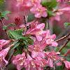 Weigela praecox, flowers