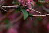 Weigela praecox, flowers