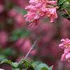 Weigela praecox, flowers