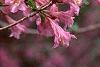 Weigela praecox, flowers