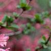 Weigela praecox, flowers