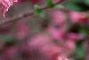 Weigela praecox, flowers