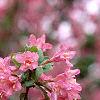 Weigela praecox, flowers