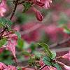 Weigela praecox, flowers