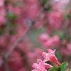 Weigela praecox, flowers