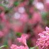 Weigela praecox, flowers