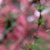 Weigela praecox, flowers