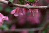 Weigela praecox, flowers