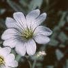 Cerastium tomentosum, flowers