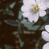 Cerastium tomentosum, flowers