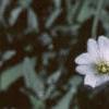 Cerastium tomentosum, flowers
