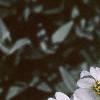 Cerastium tomentosum, flowers