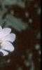 Cerastium tomentosum, flowers