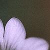 Cerastium tomentosum, flowers