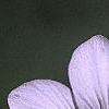 Cerastium tomentosum, flowers