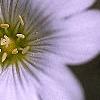 Cerastium tomentosum, flowers