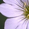 Cerastium tomentosum, flowers