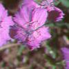 Dianthus chinensis 'Siberian Blues', habit