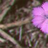 Dianthus chinensis 'Siberian Blues', habit