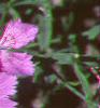 Dianthus chinensis 'Siberian Blues', habit
