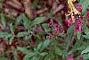 Dianthus chinensis 'Siberian Blues', habit