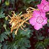 Dianthus chinensis 'Siberian Blues', habit