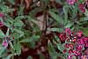 Dianthus chinensis 'Siberian Blues', habit