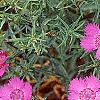 Dianthus chinensis 'Siberian Blues', habit