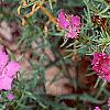 Dianthus chinensis 'Siberian Blues', habit