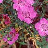Dianthus chinensis 'Siberian Blues', habit